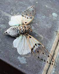 pin on insetos mariposas