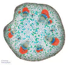 Www Mikroskopie Ph De Botanik Page Html Microscopic Photography Microscopic Microscopic Cells