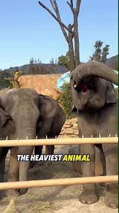 Elephant Save The Grandmother and Granddaughter from Kerala | TikTok