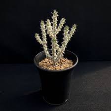 Image result for Euphorbia corniculata