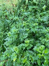 Image result for Bidens bipinnata