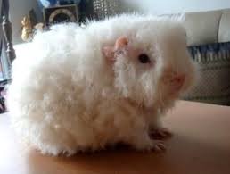 Pin Auf Piggy Goodness