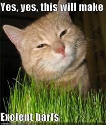 Our veterinary behaviorist shares a few theories for this common cat behavior. My Cat Eats Grass But Doesn T Throw Up