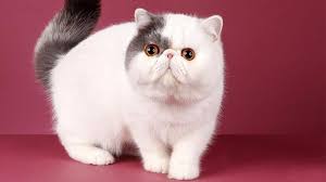 The exotic shorthair cat has descended from the american shorthair and persian breeds, and has a short, plush coat. Pin On Cats Are Fun