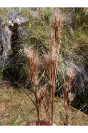 Image result for Andropogon ligulatus