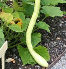 Oftentimes, the best place to store seeds and keep the packets away from humidity is in the refrigerator. Tromboncino Squash Seeds West Coast Seeds