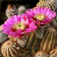 You flowered for just one day and it was a beautiful day. Echinocereus Reichenbachii