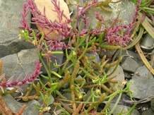 Image result for Suaeda plumosa