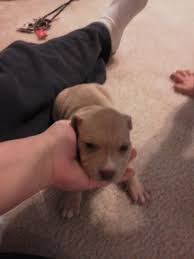 I adopted 2 pit bull pups from the shelter, brother and sister. 3 Week Old Pit Bull Puppy My New Puppy Diary