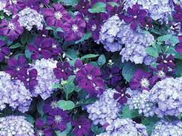 Clematis in all its glory climbing on heavy steel mesh which disappears as foliage grows, allowing for a beautiful look, but still removable for maintenance. Hydrangea And Clematis Issaquah Washington Usa Photographic Print Darrell Gulin Allposters Com