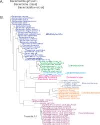 Image result for Bacteroidaceae