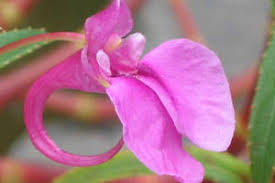 Fleur De Bach Impatiens Pour Chiens Qui Sont Impatients Agressifs