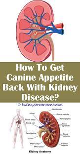Pin On Kidney Disease Funny
