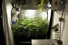 Check spelling or type a new query. Growing Marijuana In Grow Tents Alchimia Grow Shop