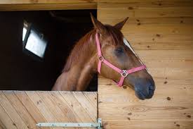 I would think it is a lot easier to get bute in to a horse than 40 tablets. Right Dorsal Colitis The Result Of Too Much Of A Good Thing