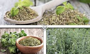 Kekik yağına defne yağı da karıştırılırsa daha etkili olur. Kekik Nedir Faydalari Nelerdir Evde Kekik Nasil Yetistirilir