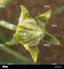 Image result for Coccinia sessilifolia