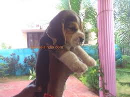 Owning a dog is a priceless experience, but it also takes a lot of hard work. Cutest Show Quality Beagle Puppy For Sale In Chennai