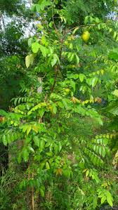 Search for starfruit tree in these categories. Thaidragon Growing Carambola Or Starfruit From Seeds