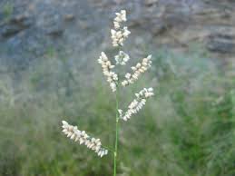 Image result for Eragrostis echinochloidea