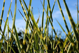 Sie gedeihen wunderbar ohne jeden winterschutz oder dünger. Chinaschilf Chinagras Zebragras Miscanthus Sinensis Pflege Anleitung