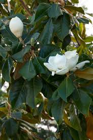 Fragrant tea olive (osmanthus fragrant): Usda Hardiness Zone 7 9 A Magnificent Evergreen With Extra Large Glossy Dark Green Leaves And Attractive Creamy White Buds That Open To Huge Showy Cup