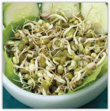 Haricot Mungo Graine De Soja Vert Bio Haricot Mungo Soja Vert Haricot