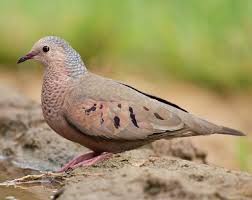 Image result for Passerina montana