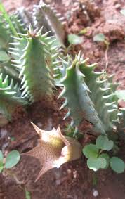 Image result for Huernia longituba
