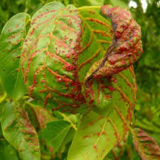 Image result for antraknóza ořešáku