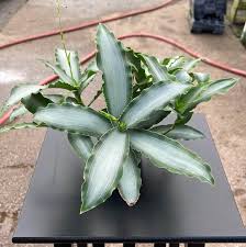 Image result for Murdannia stricta