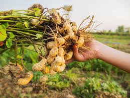 In Season Peanuts Are As American As Apple Pie Pahrump Valley Times