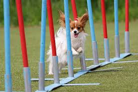 Турция, белек показать на карте www.papillon.com.tr +902427101230 +902427101200. Papillon Hund Infos Zu Rasse Charakter Grosse