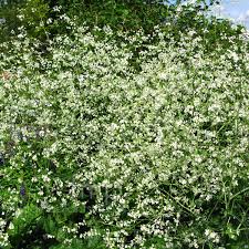 Image result for Crambe