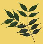 Image result for Strychnos usambarensis