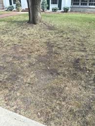 Take your curb appeal to a whole new level. Repairing Damaged Lawn Lawn Repair Reseeding Lawn Lawn Care