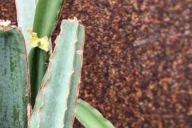 Image result for Cissus crusei