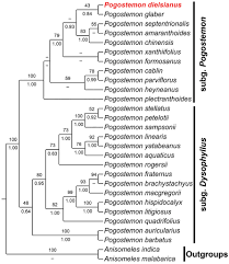 Image result for Pogostemon rogersii