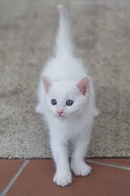 White Kitten I Would Love A White Kitten That Stays Inside 3 Since A Ferret Won T Work Pretty Cats Cats Beautiful Cats