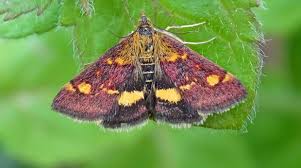 Image result for Pyrausta aurata