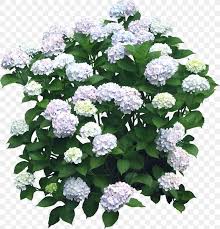 If i need a special perennial for the yard i try to wait until the end of the growing season to buy them on sale, but even then if you are willing to do a bit of work i want to tell you how to start your own little hydrangea bush from an established plant. Flower Hydrangea Shrub Plant Png 1152x1200px 3d Modeling Flower Annual Plant Color Cornales Download Free