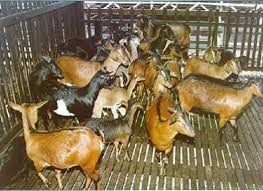 Jenis kambing etawa atau kambing jamnapari merupakan kambing gagah yang berasal dari daerah india. Jenis Kambing J