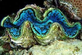 Page Not Found Woods Hole Oceanographic Institution Deep Sea Creatures Giant Clam The Magic Faraway Tree