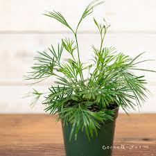 Image result for Actiniopteris radiata