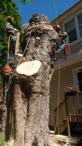 Est.2016 northern nevada tree experts. Tree Removal Tree Trimming In Arlington Fairfax Va Jl Tree Service