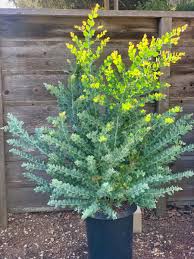 Image result for Acacia podalyriifolia