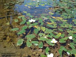 Image result for Ottelia ulvifolia