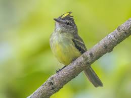 Image result for Geigeria engleriana