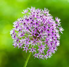 Allium Flower Pictures Purple Allium Flower Bulbs Allium Flowers Bulb Flowers Flower Pictures