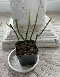 Image result for Ceropegia buchananii